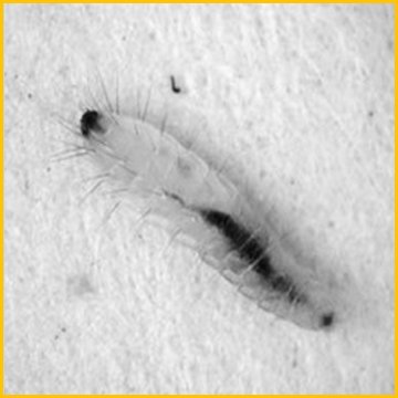 личинка блохи